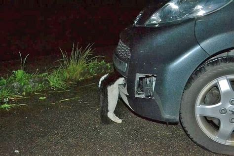 Lucky Cat Survives 70 Mph Car Crash In Switzerland Autoevolution