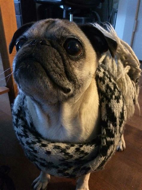 Scarf Weather Lulu Pug Life Pugs French Bulldog Weather Scarf