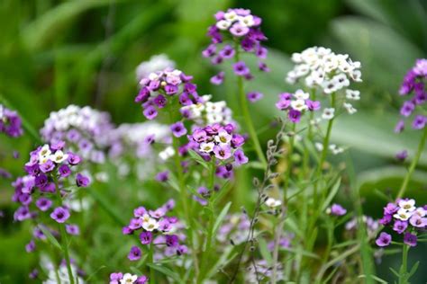 Esperamos prefieres nuestra grupo de. piante da esterno resistenti al sole e al freddo alyssum
