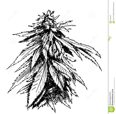 ✓ free for commercial use ✓ high quality images. Hand sketch of marijuana stock vector. Image of ...