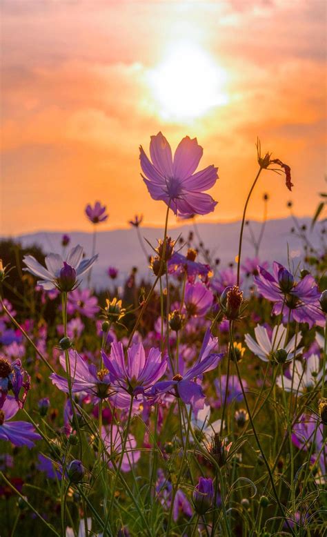 Pin By Ivanka Kostova On Sunset Cute Flower Wallpapers Beautiful