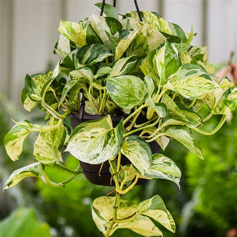 Millennials Can Improve Their Health With Exotic Angel Plants From Costa Farms