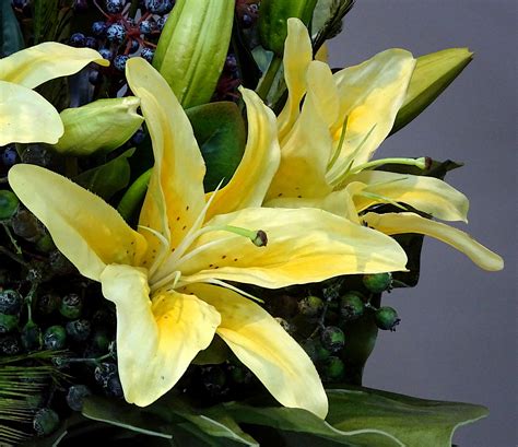 Yellow Lilies Free Stock Photo Public Domain Pictures