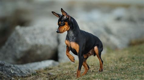 Miniature Doberman Pinscher Puppies Puppy And Pets