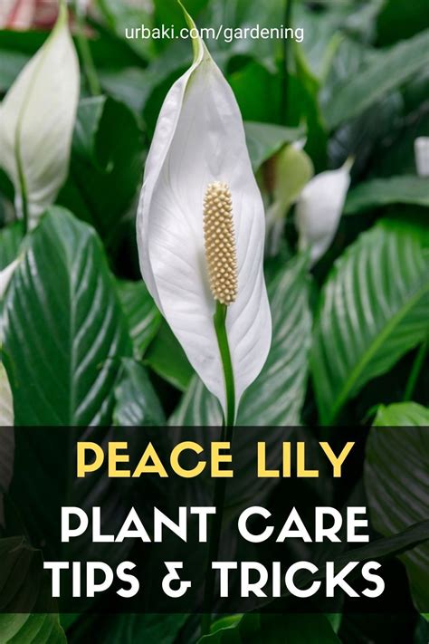 Peace Lily Plant Care Tips And Tricks Peace Lily Plant Peace Lily