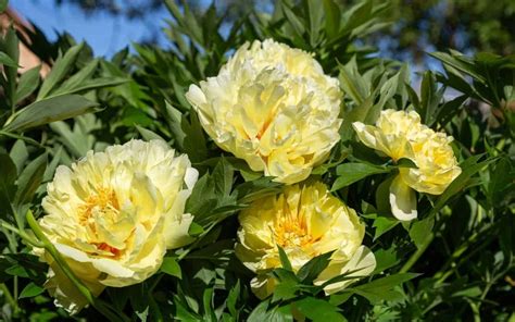 15 Yellow Peonies To Brighten Your Garden 💛 🌿 Best Varieties Care And