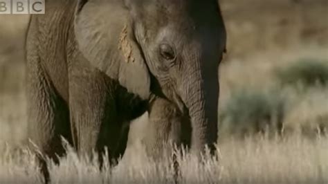 Orphaned Baby Elephant Struggles To Survive Bbc Youtube