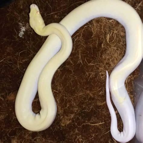 Top 20 Burmese Python Morphs With Pictures