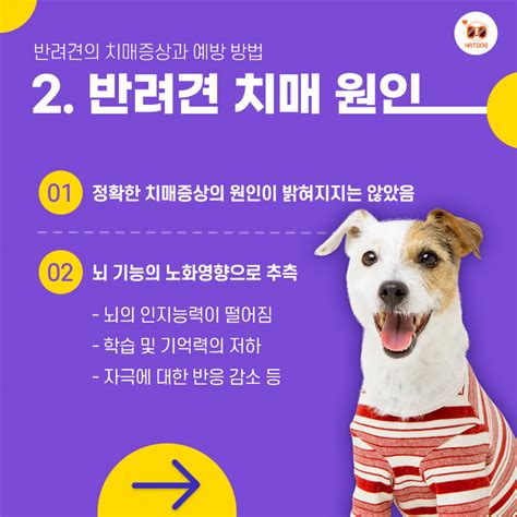 하트독 🐶반려견의 치매증상과 예방방법~🐕‍🦺 반려견도 치매에 걸릴 수 있다는 것은 많이 알고