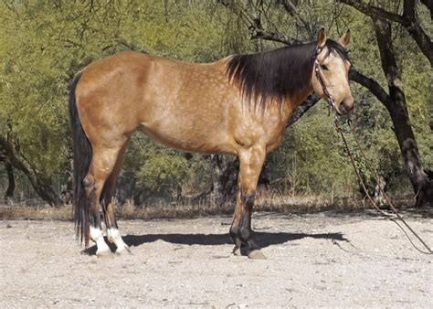 Buckskins, an outfit of buckskin leather. Gorgeous Registered Buckskin Mare - Super Gentle