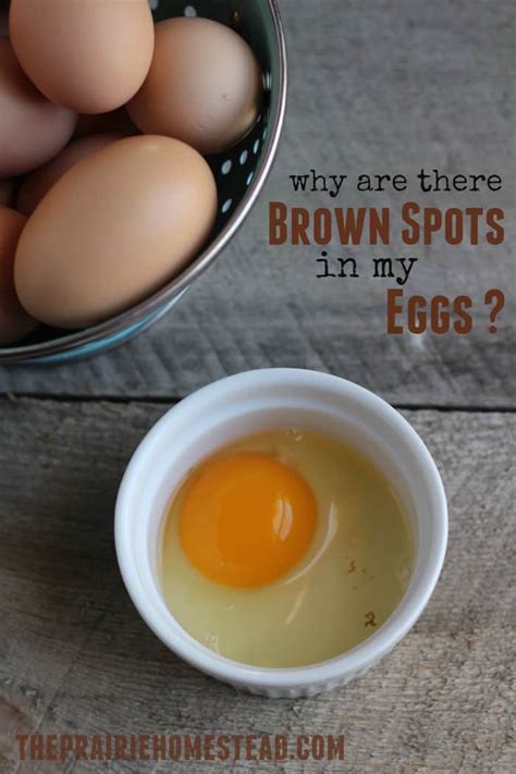 What Are Those Spots In My Farm Fresh Eggs The Prairie Homestead