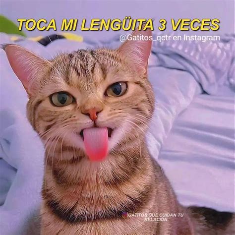 Memes Instagram Frases Argentina Gatos Cute Kittens Meme