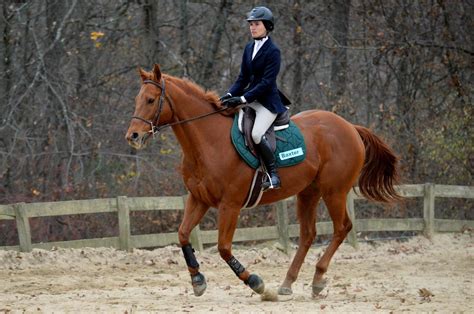 Uconn Summer Horse Riding Lessons Registration Now Open Mansfield