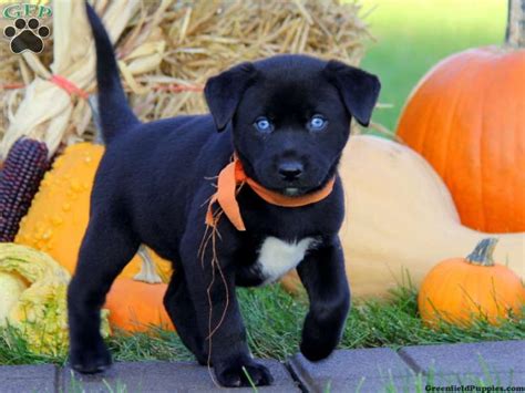 Cavapoo, and cockapoo puppies for sale in minnesota and wisconsin. Husky Lab Mix Puppies For Sale Mn