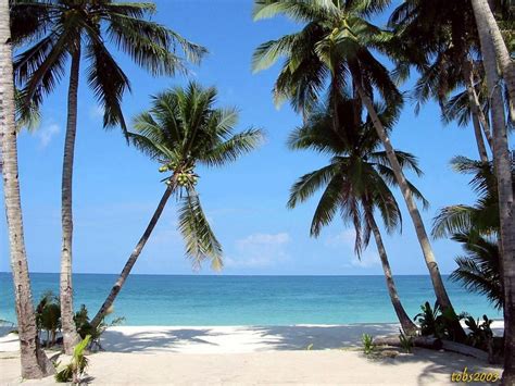 Beautiful Beach Backgrounds Palm Trees Galaxy Wallpaper