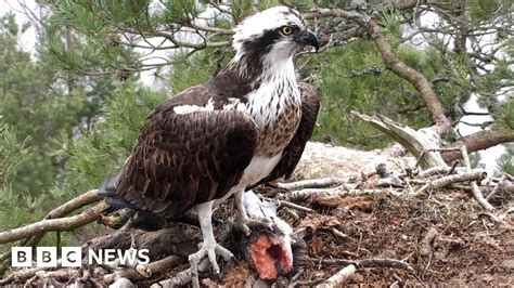 Female Osprey Lassie Returns To Nature Reserve Bbc News