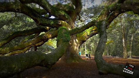Amazing 1500 Year Old Angel Oak Tree In South Carolina 4k Hd Youtube