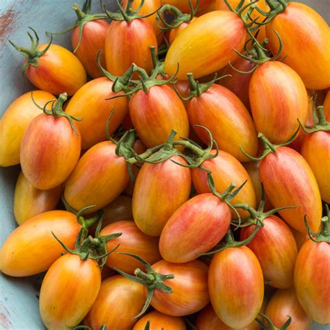Artisan Blush Tomato Seed Seeds And Plants From Gurney S