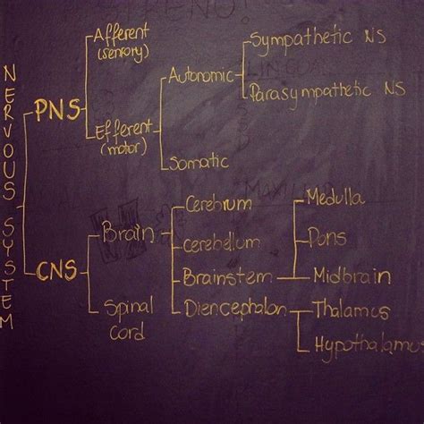 Flow chart nervous system peripheral autonomic. I would've done so much better in my anatomy & physiology ...
