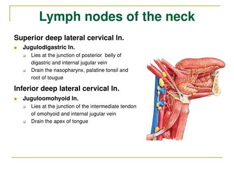 Ppt The Lymphatic System Powerpoint Presentation Free Download Id