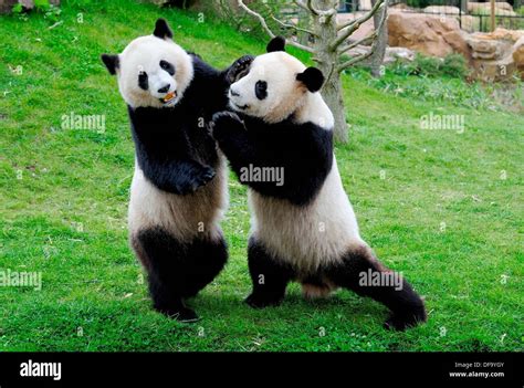 Giant Panda Pair Play Fighting Ailuropoda Melanoleuca Captive Zooparc