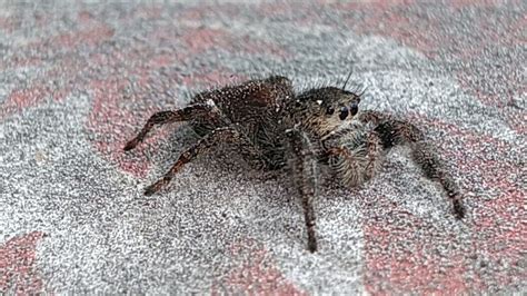 Tennessee Jumping Spider Youtube
