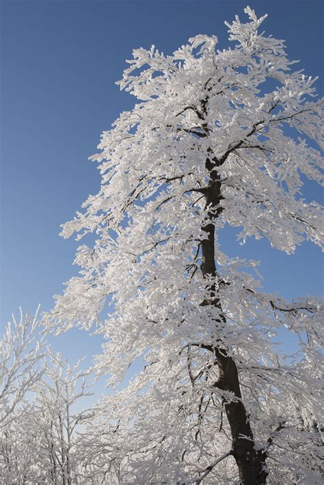 fotos gratis árbol naturaleza rama nieve invierno planta blanco flor escarcha hielo