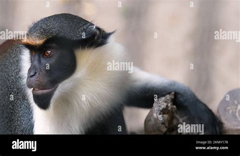 Diana Monkey Observes Surroundings In Animal Fauna Park Zoo Cute Ape