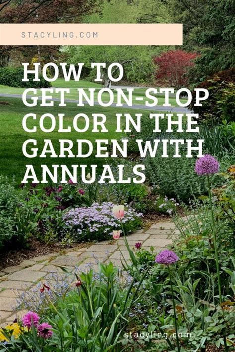 How To Get Non Stop Color In The Garden With Annuals Stacy Ling