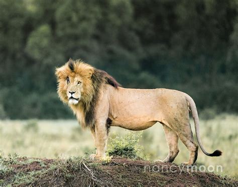 The subspecies includes previously recognized subspecies like massaica. Scarface or "Scar", the famous lion in the Maasai Mara ...