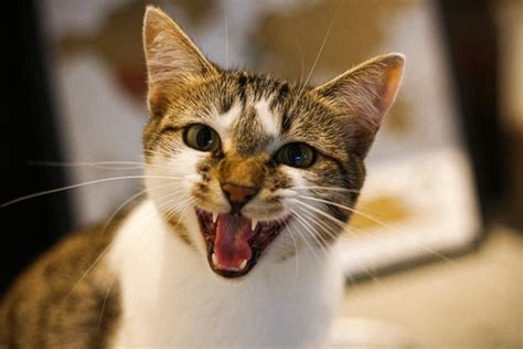 Why Do Cats Meowing A Lot Catlifezone