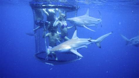 Shark Cage Diving Kzn In Durban Cage Diving Kzn December