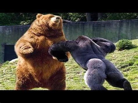 Check spelling or type a new query. GORILLA VS GRIZZLY - WHO WOULD WIN IN A FIGHT? - YouTube ...