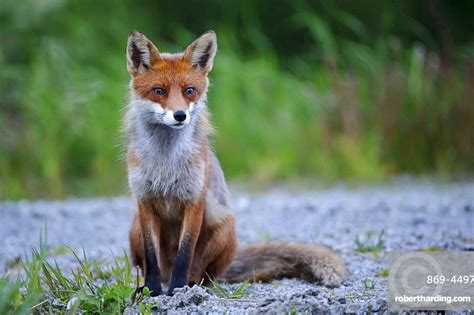 Red Fox Or European Fox Stock Photo