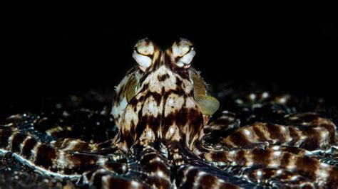 7 Fun Facts About The Majestic Mimic Octopus Octonation The
