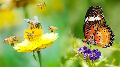 If you want to attract pollinators, including bees and butterflies, to your garden, these experts have easy tips. 1 Million+ Gardeners Reveal Global Greenery to Nourish ...