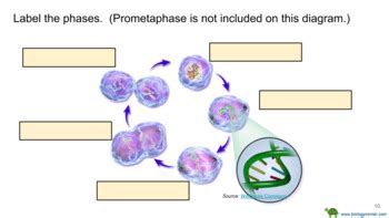 You can download and please share this meiosis worksheet vocabulary answers new meiosis review worksheet ideas to your friends and. Meiosis Worksheet Answer Key Biology Corner : Meiosis ...
