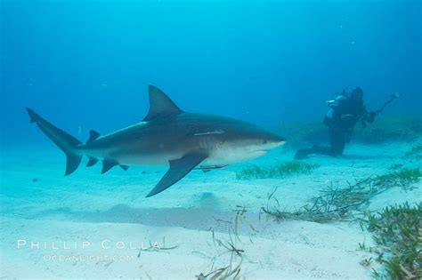 Bull Shark Carcharhinus Leucas Great Isaac Island Bahamas 12729