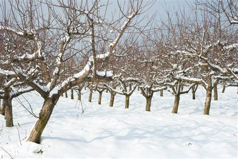 How To Prune Your Fruit Trees Modern Farmer