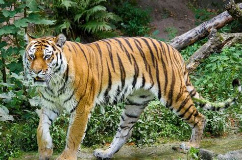 Bisa Melihat 6 Kali Lebih Baik Dari Manusia Ini 7 Fakta Unik Harimau