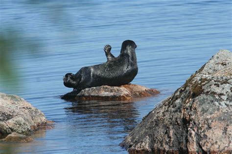 Conservation Of Ringed Seals Lake Saimaa Finland Eoca