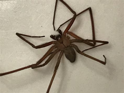 Male Loxosceles Reclusa Brown Recluse In Shawnee Oklahoma United States