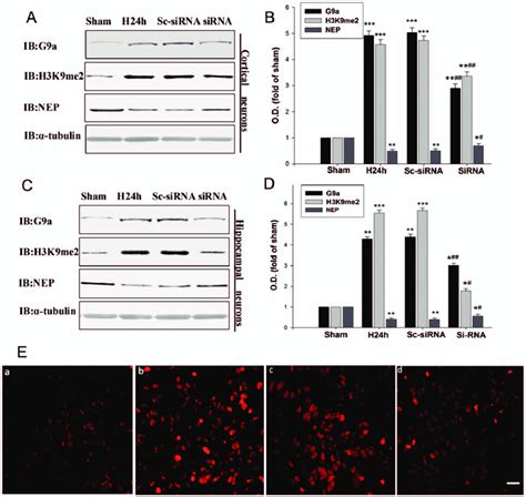 Hypoxia Increases Histone H3 K9me2 Through G9a Accumulation A B C Download Scientific