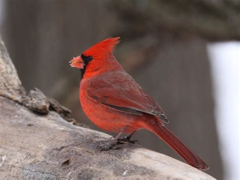 West Virginia Cardinal Red Birds State Birds Northern Cardinal