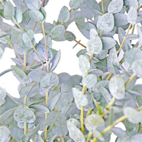 Eucalyptus Parvifolia Bellaflor Group Ecuador
