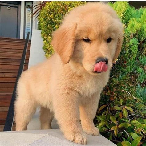View Image 1 For Purebred Golden Retriever Puppies Looking For New