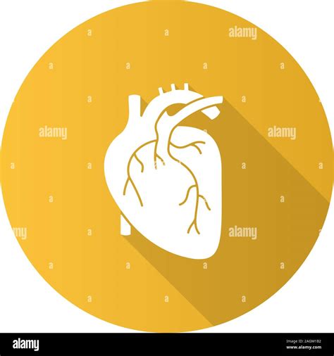 Human Heart Anatomy Flat Design Long Shadow Glyph Icon Vector