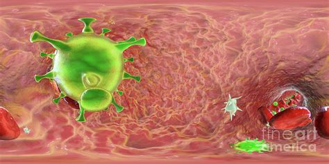 Covid Virus And Activated Platelets Photograph By Kateryna Kon Science Photo Library Fine