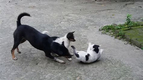 Dog Vs Cat Fight Fighting Dogs And Cat My Pets Animals Really
