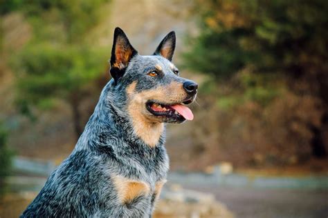Australian Cattle Dog Breed Information And Characteristics Daily Paws